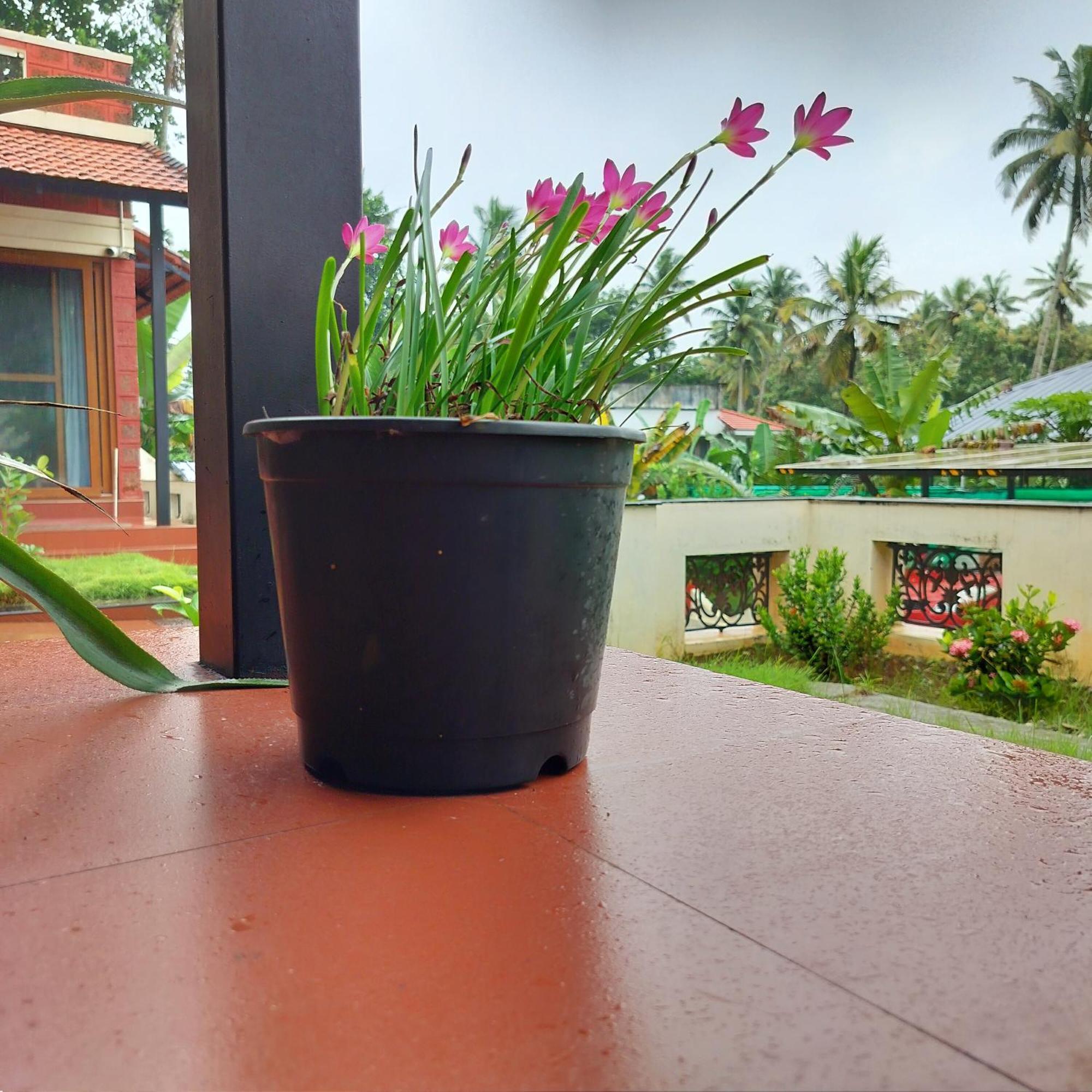 The Ixora - A Boutique Homestay วาร์คาลา ภายนอก รูปภาพ